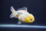 Yuan Bao Oranda  White 4 Inch (ID#1231Yb10b-65) Free2Day SHIPPING