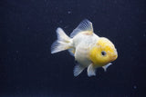 Yuan Bao Oranda  White 4 Inch (ID#1231Yb10b-65) Free2Day SHIPPING