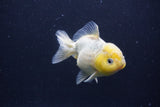 Yuan Bao Oranda  White 4 Inch (ID#1231Yb10b-65) Free2Day SHIPPING