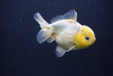 Yuan Bao Oranda  White 4 Inch (ID#1231Yb10b-65) Free2Day SHIPPING