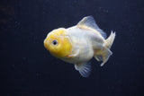 Yuan Bao Oranda  White 4 Inch (ID#1231Yb10b-65) Free2Day SHIPPING