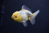 Yuan Bao Oranda  White 4 Inch (ID#1231Yb10b-65) Free2Day SHIPPING