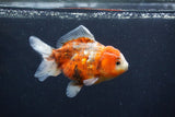 Yuan Bao Oranda  Calico 4 Inch (ID#1231Yb10b-66) Free2Day SHIPPING