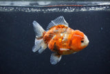 Yuan Bao Oranda  Calico 4 Inch (ID#1231Yb10b-66) Free2Day SHIPPING