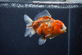 Yuan Bao Oranda  Calico 4 Inch (ID#1231Yb10b-66) Free2Day SHIPPING