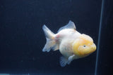 Yuan Bao Oranda  Sakura 4 Inch (ID#1231Yb10b-63) Free2Day SHIPPING