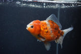 Yuan Bao Oranda  Calico 4 Inch (ID#1231Yb10b-66) Free2Day SHIPPING