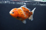 Yuan Bao Oranda  Calico 4 Inch (ID#1231Yb10b-66) Free2Day SHIPPING