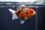 Yuan Bao Oranda  Calico 4 Inch (ID#1231Yb10b-66) Free2Day SHIPPING