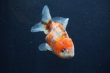 Yuan Bao Oranda  Calico 4 Inch (ID#1231Yb10b-66) Free2Day SHIPPING