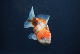 Yuan Bao Oranda  Calico 4 Inch (ID#1231Yb10b-66) Free2Day SHIPPING