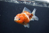 Yuan Bao Oranda  Calico 4 Inch (ID#1231Yb10b-66) Free2Day SHIPPING