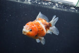 Yuan Bao Oranda  Calico 4 Inch (ID#1231Yb10b-66) Free2Day SHIPPING