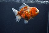 Yuan Bao Oranda  Calico 4 Inch (ID#1231Yb10b-66) Free2Day SHIPPING