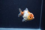 Yuan Bao Oranda  Calico 3.5 Inch (ID#1231Yb10b-67) Free2Day SHIPPING