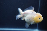 Yuan Bao Oranda  Sakura 4 Inch (ID#1231Yb10b-63) Free2Day SHIPPING