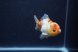 Yuan Bao Oranda  Calico 3.5 Inch (ID#1231Yb10b-67) Free2Day SHIPPING