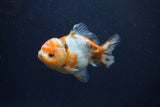 Yuan Bao Oranda  Calico 3.5 Inch (ID#1231Yb10b-67) Free2Day SHIPPING