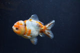 Yuan Bao Oranda  Calico 3.5 Inch (ID#1231Yb10b-67) Free2Day SHIPPING