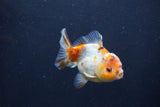 Yuan Bao Oranda  Calico 3.5 Inch (ID#1231Yb10b-67) Free2Day SHIPPING