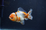 Yuan Bao Oranda  Calico 3.5 Inch (ID#1231Yb10b-67) Free2Day SHIPPING