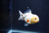 Yuan Bao Oranda  Calico 3.5 Inch (ID#1231Yb10b-68) Free2Day SHIPPING