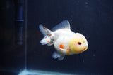 Yuan Bao Oranda  Calico 3.5 Inch (ID#1231Yb10b-68) Free2Day SHIPPING