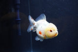 Yuan Bao Oranda  Calico 3.5 Inch (ID#1231Yb10b-68) Free2Day SHIPPING