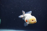 Yuan Bao Oranda  Calico 3.5 Inch (ID#1231Yb10b-68) Free2Day SHIPPING