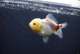 Yuan Bao Oranda  Calico 3.5 Inch (ID#1231Yb10b-68) Free2Day SHIPPING