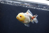 Yuan Bao Oranda  Calico 3.5 Inch (ID#1231Yb10b-68) Free2Day SHIPPING