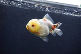 Yuan Bao Oranda  Calico 3.5 Inch (ID#1231Yb10b-68) Free2Day SHIPPING