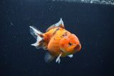 Yuan Bao Oranda  Calico 4 Inch (ID#1231Yb10b-64) Free2Day SHIPPING