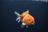 Yuan Bao Oranda  Calico 4 Inch (ID#1231Yb10b-64) Free2Day SHIPPING