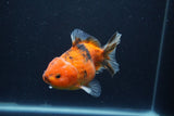 Yuan Bao Oranda  Calico 4 Inch (ID#1231Yb10b-64) Free2Day SHIPPING