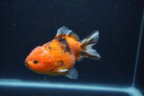 Yuan Bao Oranda  Calico 4 Inch (ID#1231Yb10b-64) Free2Day SHIPPING