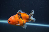 Yuan Bao Oranda  Calico 4 Inch (ID#1231Yb10b-64) Free2Day SHIPPING