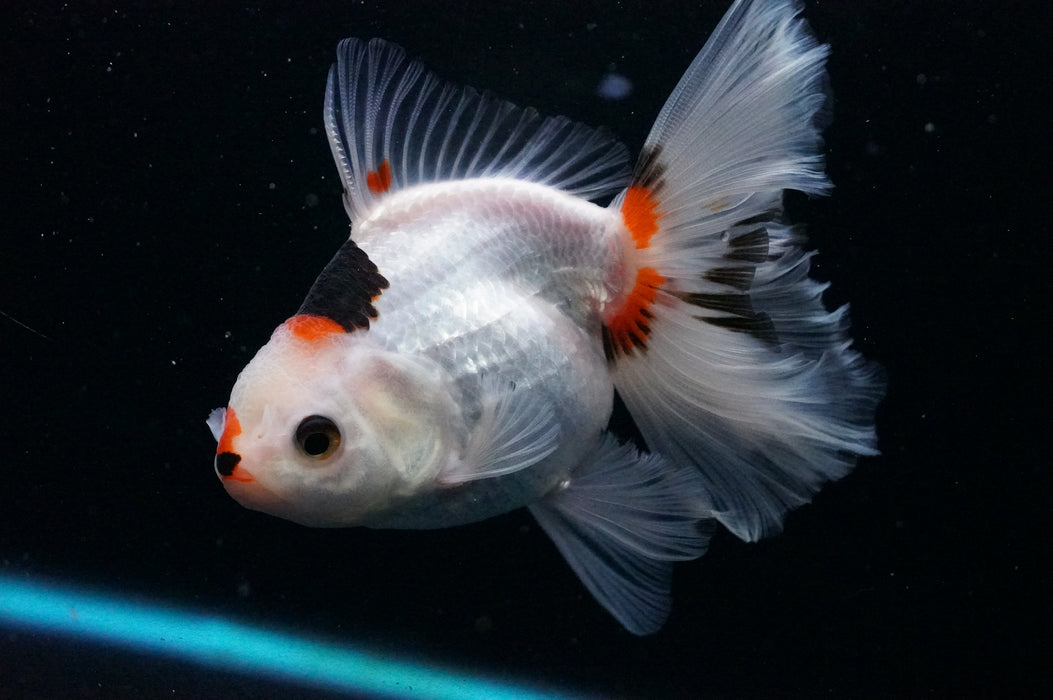 Thai Oranda  Tricolor 5 Inch (ID#1121T8a-16) Free2Day SHIPPING
