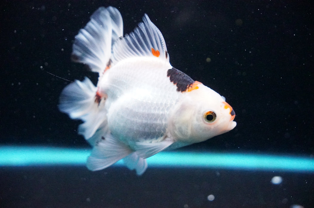 Thai Oranda  Tricolor 5 Inch (ID#1121T8a-16) Free2Day SHIPPING