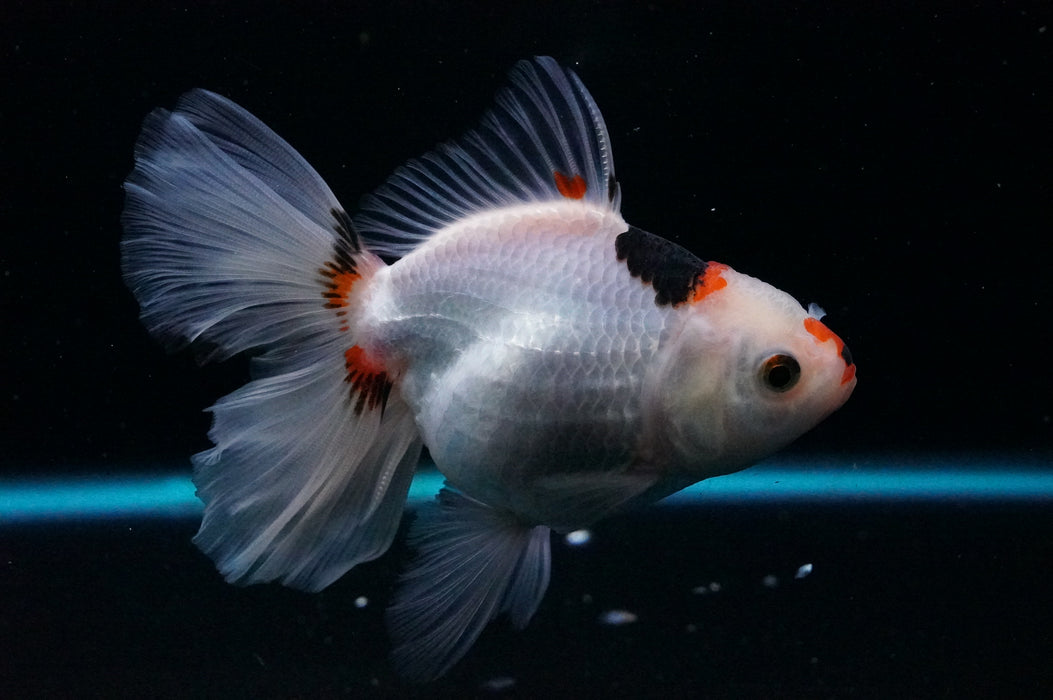 Thai Oranda  Tricolor 5 Inch (ID#1121T8a-16) Free2Day SHIPPING