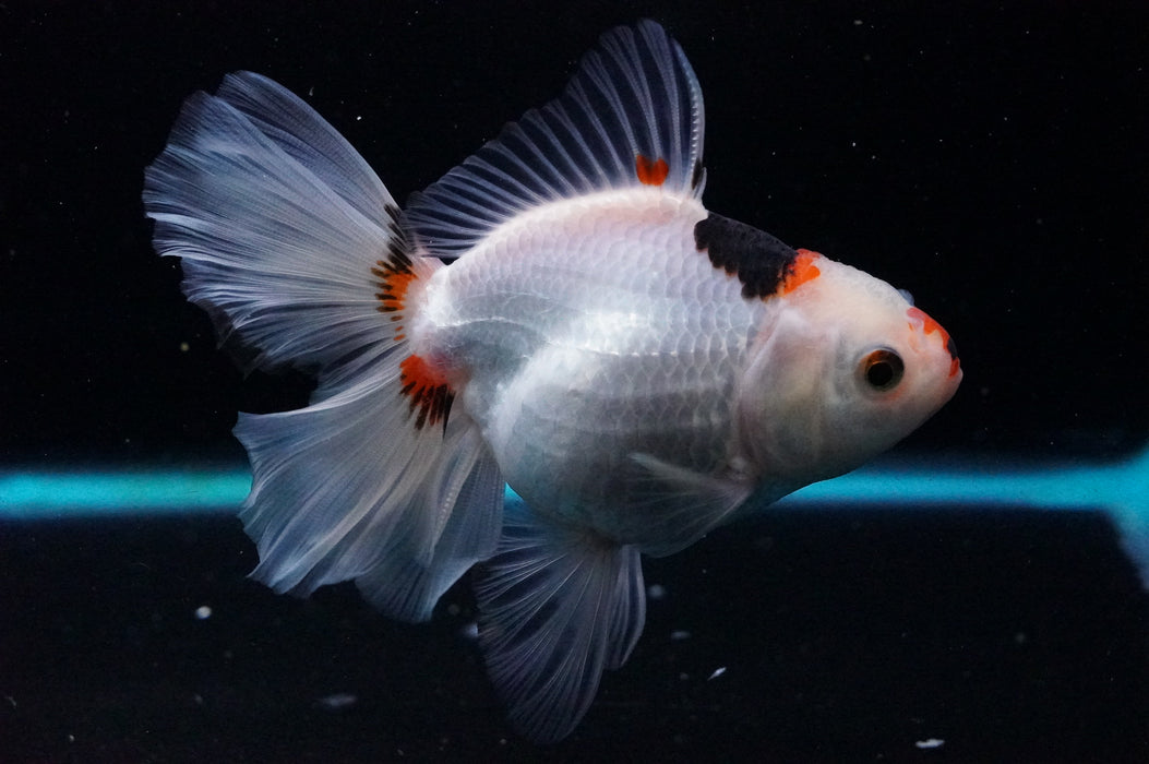 Thai Oranda  Tricolor 5 Inch (ID#1121T8a-16) Free2Day SHIPPING