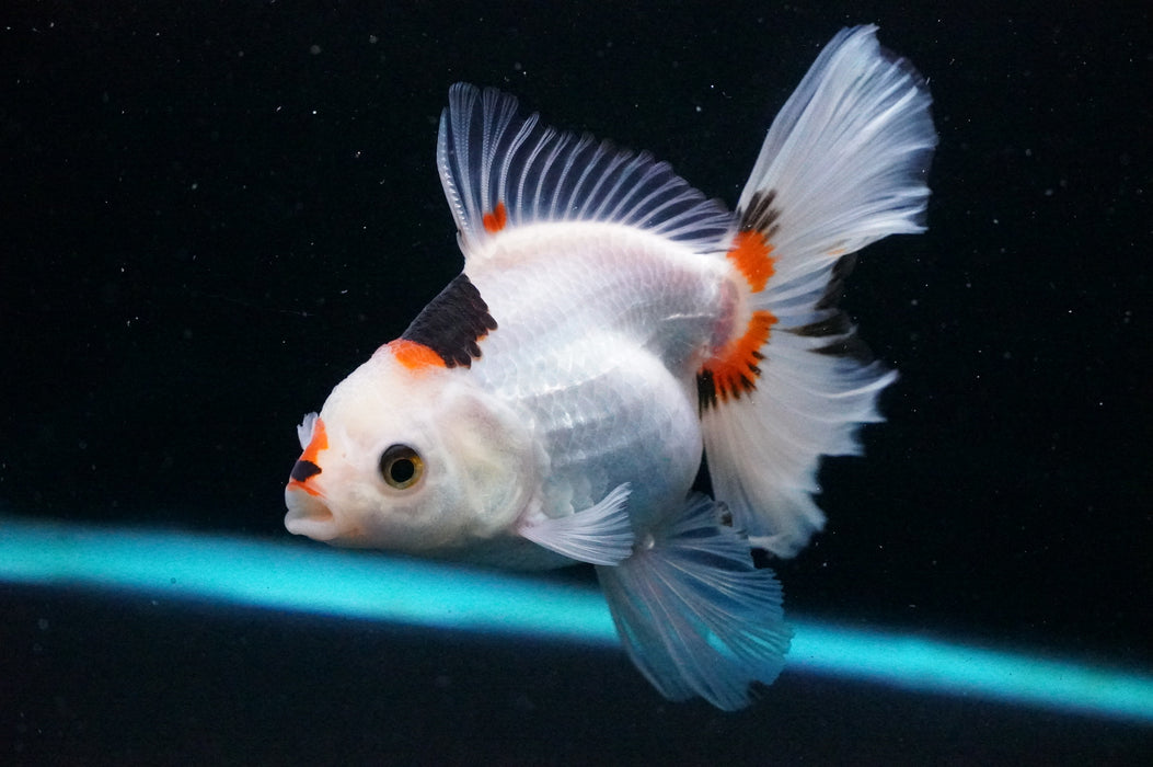 Thai Oranda  Tricolor 5 Inch (ID#1121T8a-16) Free2Day SHIPPING
