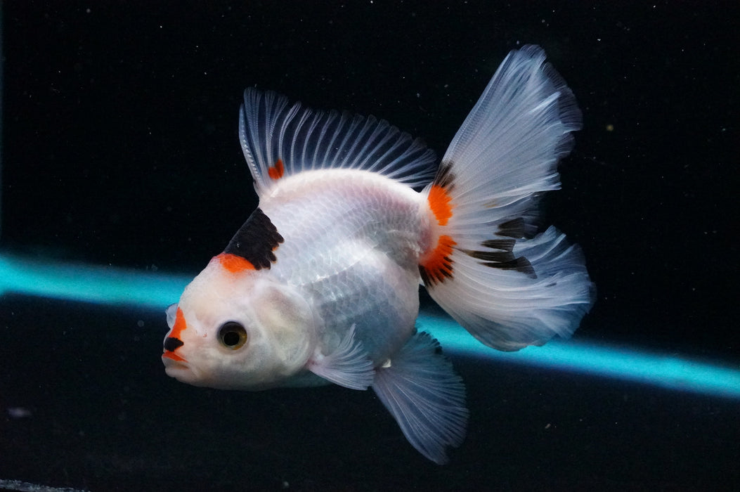 Thai Oranda  Tricolor 5 Inch (ID#1121T8a-16) Free2Day SHIPPING