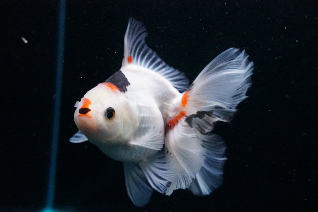 Thai Oranda  Tricolor 5 Inch (ID#1121T8a-16) Free2Day SHIPPING