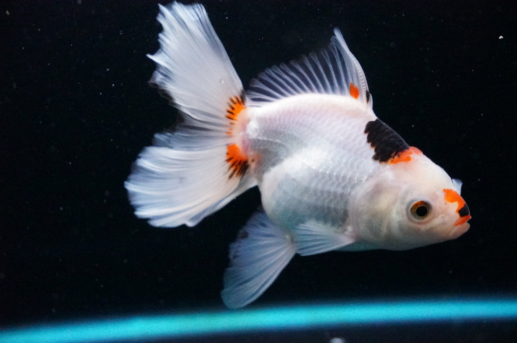Thai Oranda  Tricolor 5 Inch (ID#1121T8a-16) Free2Day SHIPPING