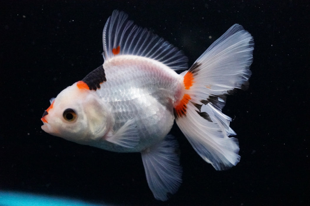 Thai Oranda  Tricolor 5 Inch (ID#1121T8a-16) Free2Day SHIPPING