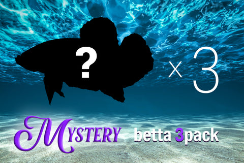 files/MysteryBetta3Pack.jpg