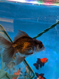 Juvenile Thai Oranda  Panda 4 Inch (ID#816To13b-16) Free2Day SHIPPING