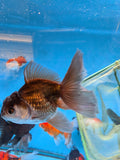 Juvenile Thai Oranda  Panda 4 Inch (ID#816To13b-16) Free2Day SHIPPING