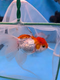 Juvenile Thai Oranda  Red White 3.5 Inch (ID#906To13bpt6-45) Free2Day SHIPPING